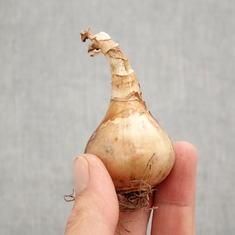 Exemplaar van Narcissus Stint - Triandrus-narcis Bol kaliber 12+ zoals geleverd in de herfst