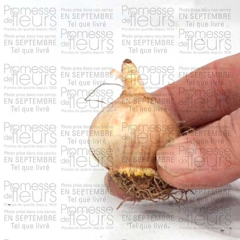 Voorbeeld van een exemplaar van Narcissus Sun Disc - Jonquilla-narcis Bol kaliber 10+ zoals geleverd