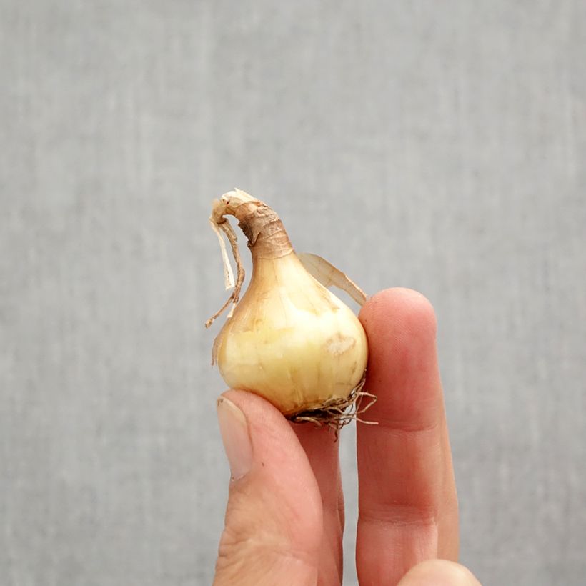 Exemplaar van Narcissus Sun Disc - Jonquilla-narcis Bol kaliber 10+ zoals geleverd in de herfst