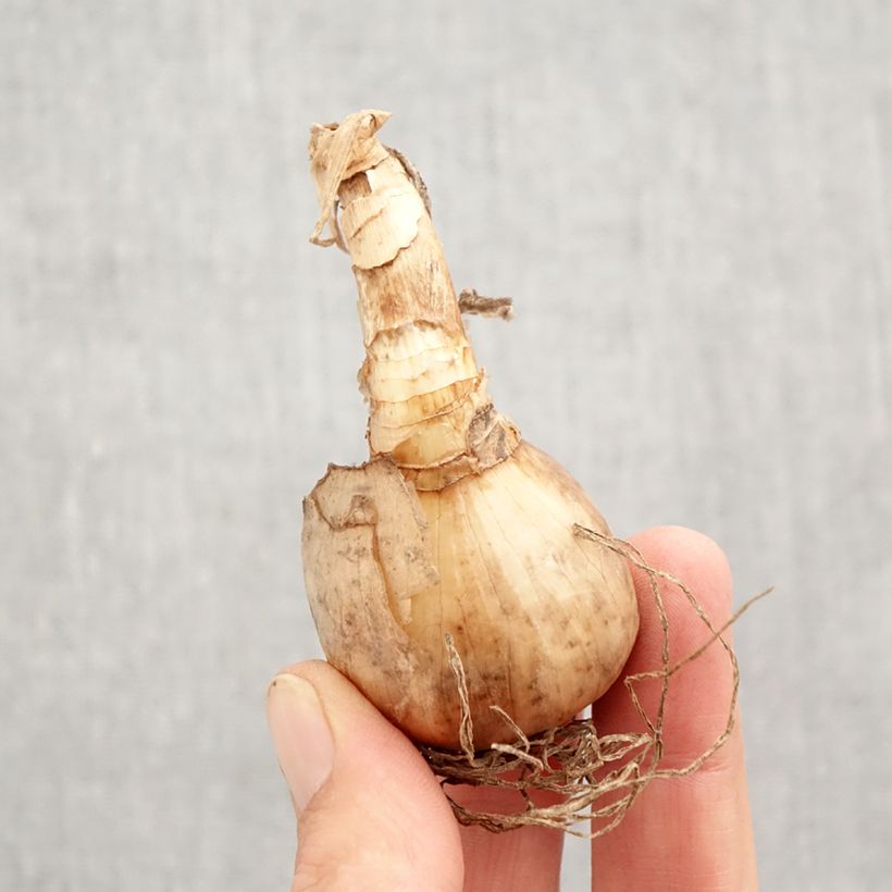 Exemplaar van Narcissus tazetta Abba - Tazetta-narcis Bol kaliber 12+ zoals geleverd in de herfst