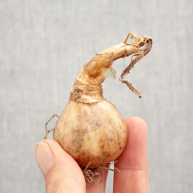 Exemplaar van Narcissus Minnow - Dwergnarcis Bol kaliber 12+ zoals geleverd in de herfst