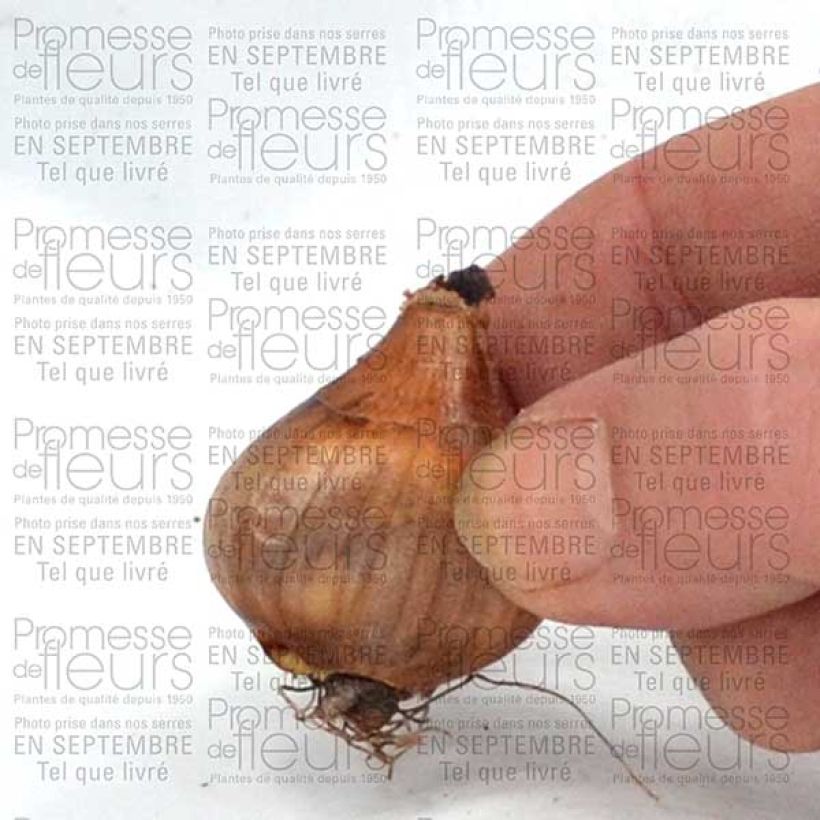 Voorbeeld van een exemplaar van Narcisse Topolino Bulbe calibre 8+ zoals geleverd
