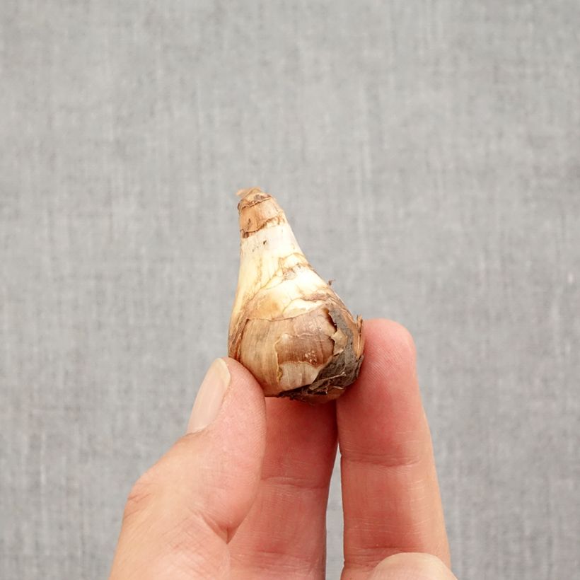 Exemplaar van Narcissus Topolino - Tazetta narcis Bol kaliber 8+ zoals geleverd in de herfst