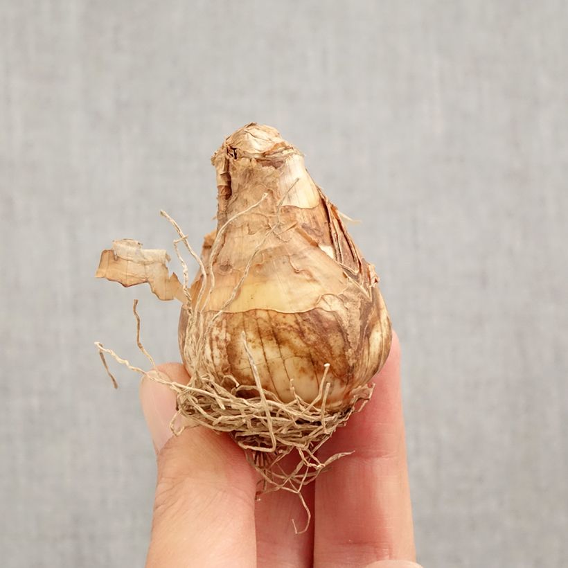 Exemplaar van Narcissus Thalia - Triandrus-narcis Bol kaliber 12+ zoals geleverd in de herfst