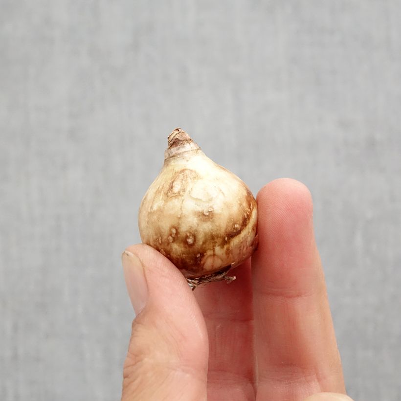 Exemplaar van Narcissus tripartite - Spleetkronige narcis Bol kaliber 10 zoals geleverd in de herfst