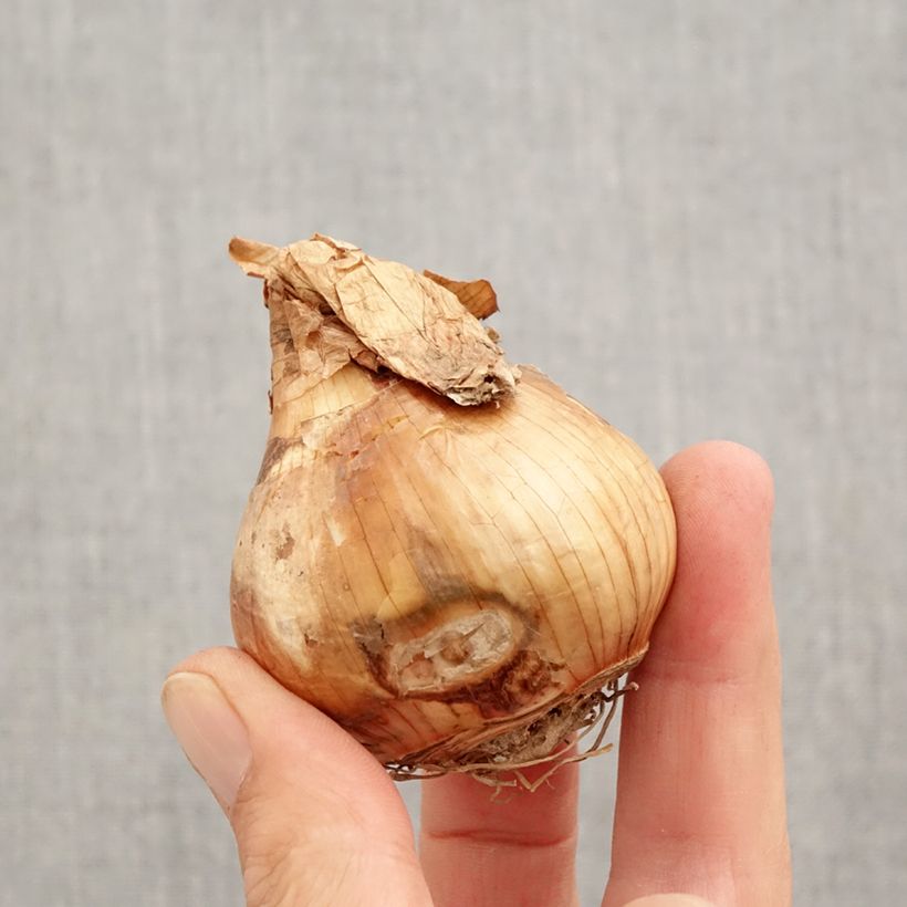 Exemplaar van Narcissus Walz - Spleetkronige narcis Bol kaliber 12+ zoals geleverd in de herfst