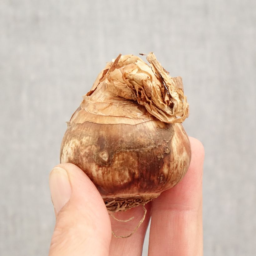 Exemplaar van Narcis Selectie Schryve Bol kaliber 12+ zoals geleverd in de herfst