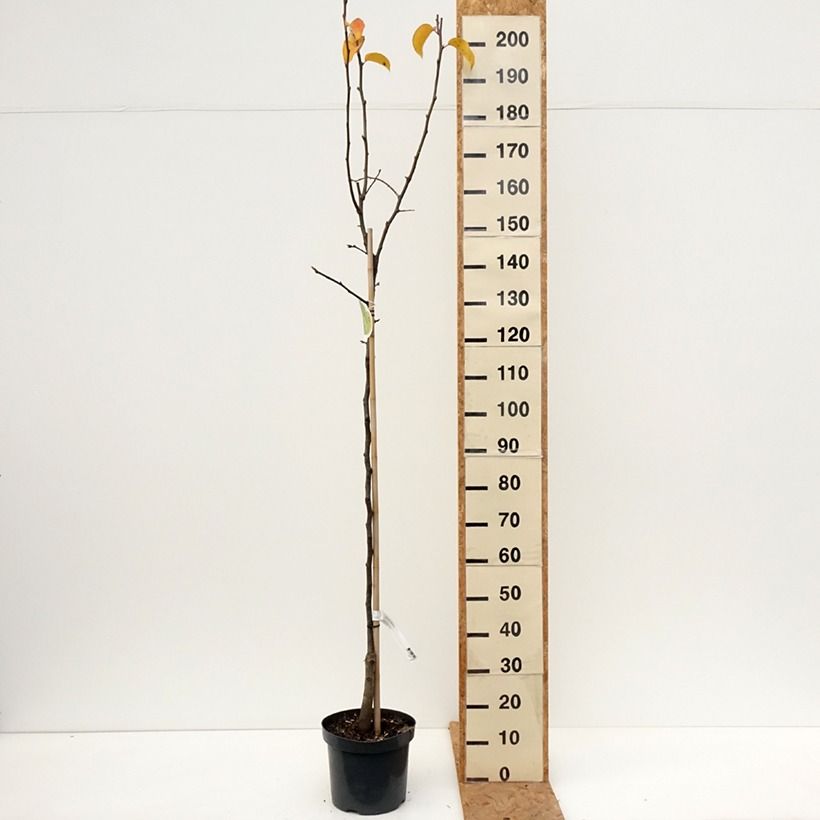 Exemplaar van Nashipeer - Pyrus pyrifolia Pot van 7,5 l/10 l, Half-hoge stam zoals geleverd in de herfst