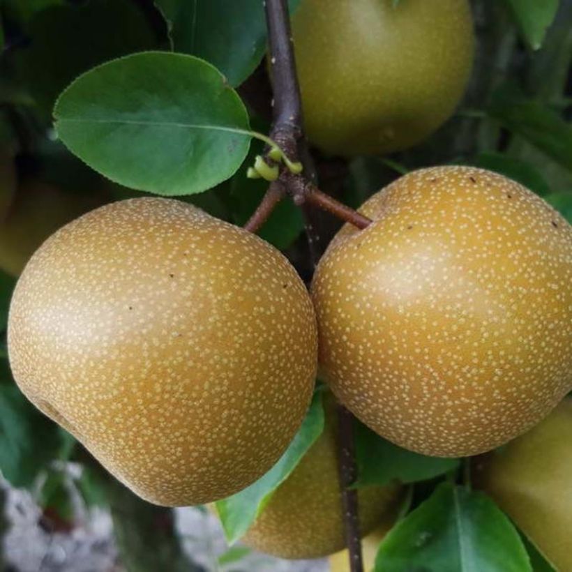 Nashipeer Nijisseiki - Pyrus pyrifolia (Oogst)