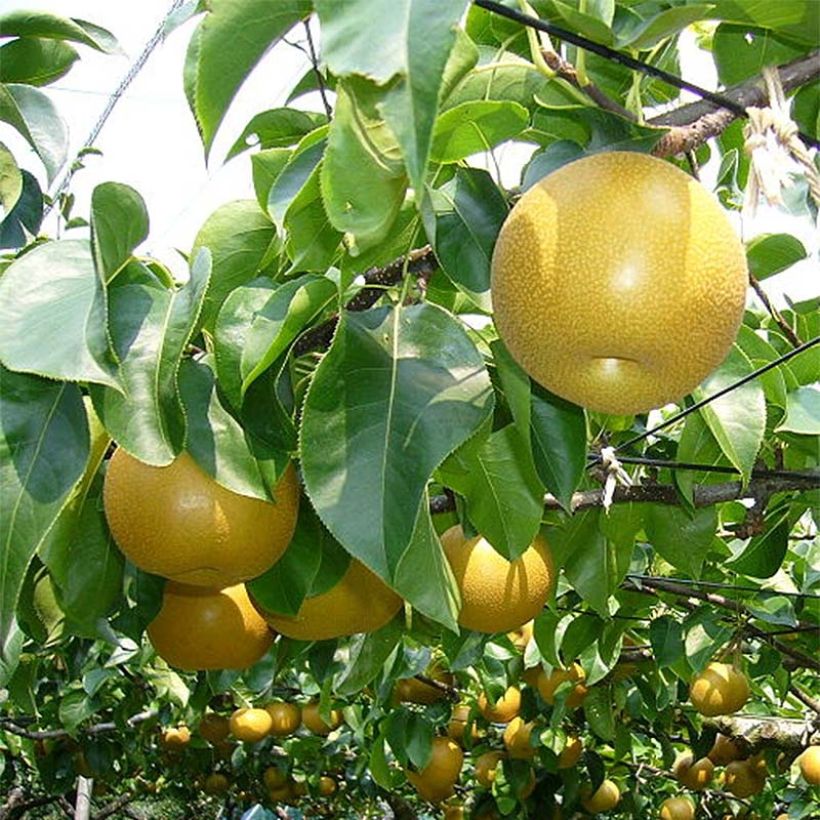 Nashipeer Nijisseiki - Pyrus pyrifolia (Blad)