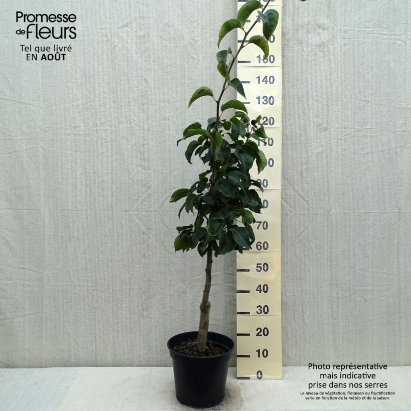 Exemplaar van Nashipeer Nijisseiki - Pyrus pyrifolia Pot van 7,5 l/10 l, Kelkvormig zoals geleverd in de zomer