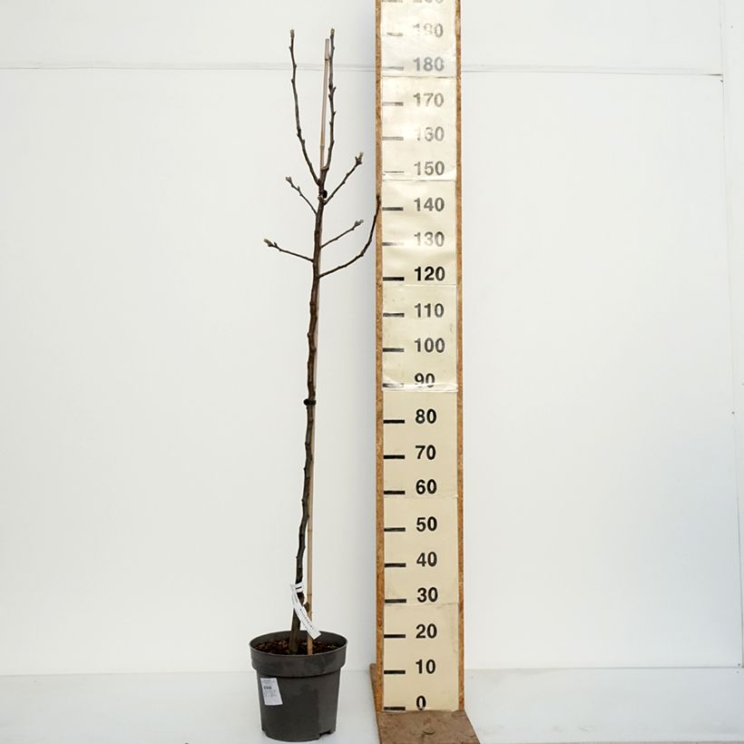 Exemplaar van Nashipeer Nijisseiki - Pyrus pyrifolia Pot van 7,5 l/10 l, Kelkvormig zoals geleverd in de winter