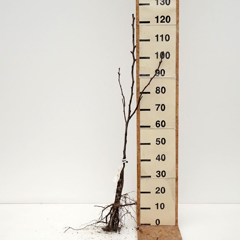 Example of Nashipeer Shinseiki - Pyrus pyrifolia BIO Naakte wortel, Onderstam as you get in hiver