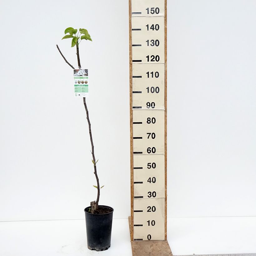 Exemplaar van Nashipeer Shinseiki - Pyrus pyrifolia Pot van 7,5 l/10 l, Half-hoge stam zoals geleverd in de lente