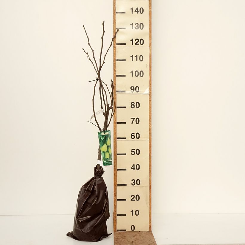 Example of Nashipeer Shinsui - Pyrus pyrifolia Georges Delbard Plantklare kluit, Kelkvormig as you get in hiver