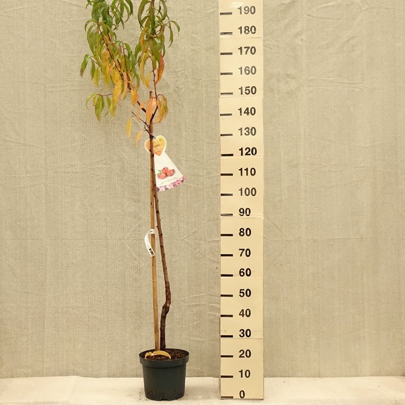 Exemplaar van Platte nectarine Flateryna Pot van 7,5 l/10 l, Half-hoge stam zoals geleverd in de herfst