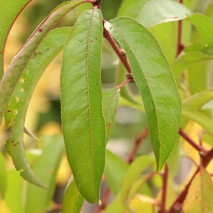 Platte nectarine Flateryna (Blad)