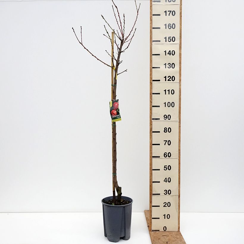 Exemplaar van Nectarine Fantasia Pot van 7,5 l/10 l, Half-hoge stam zoals geleverd in de herfst
