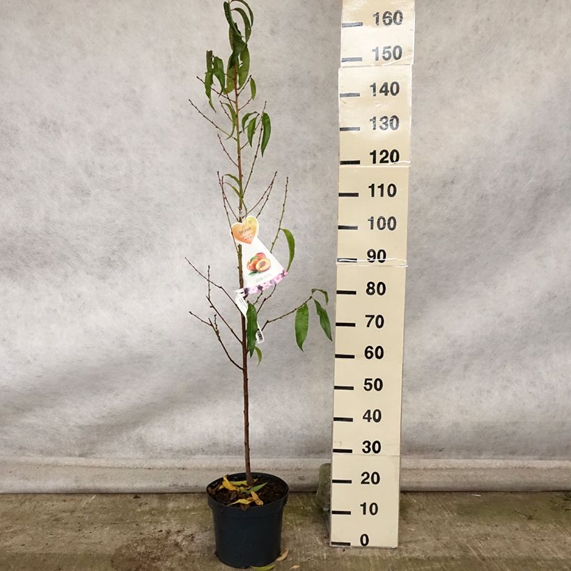 Exemplaar van Nectarine Flavor Top Pot van 7,5 l/10 l, Kelkvormig zoals geleverd in de herfst