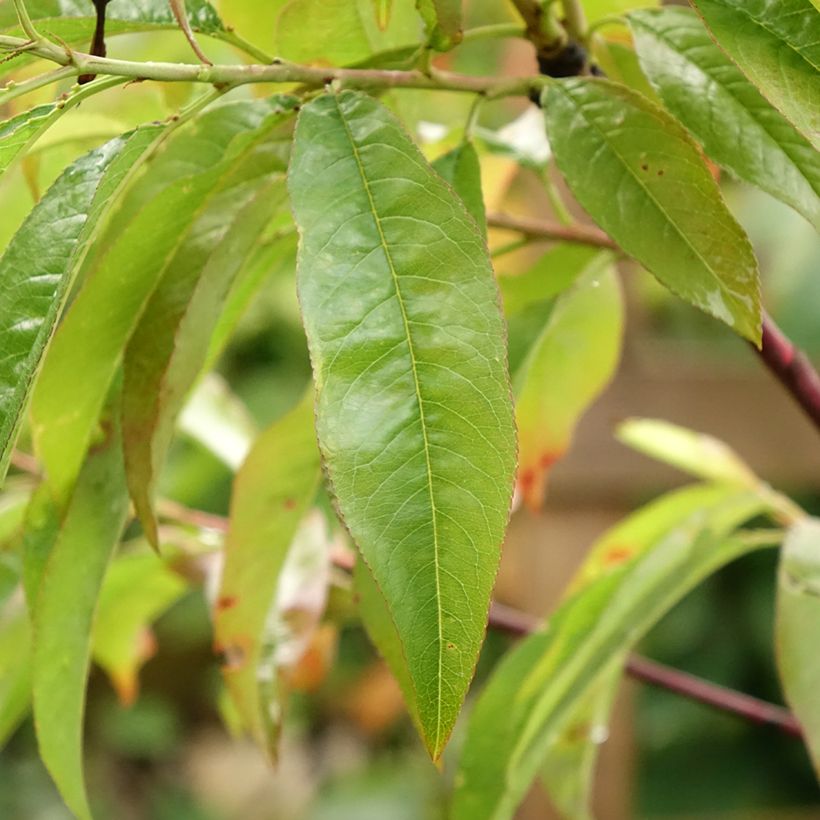 Nectarine Flavor Top (Blad)