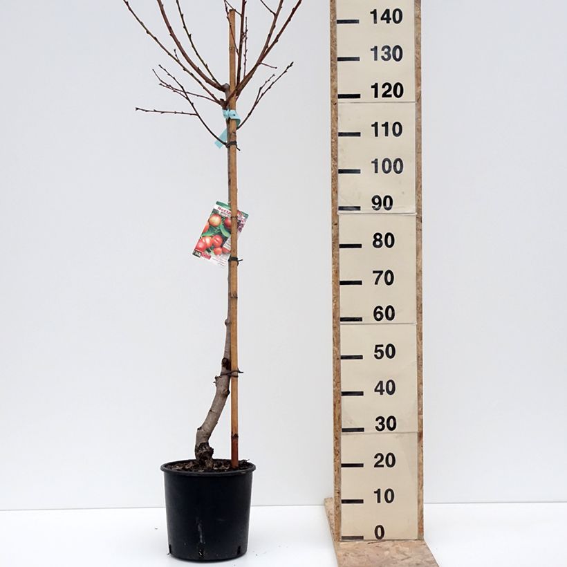Exemplaar van Nectarinier Morton Pot de 7,5L/10L, Gobelet zoals geleverd in de winter