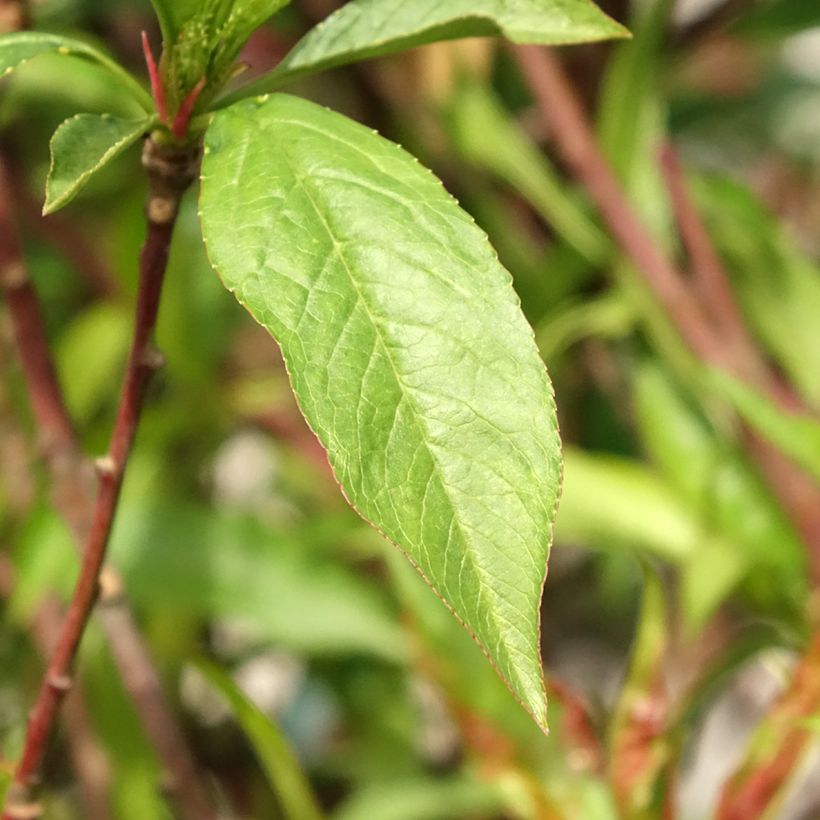 Nectarine Morton (Blad)