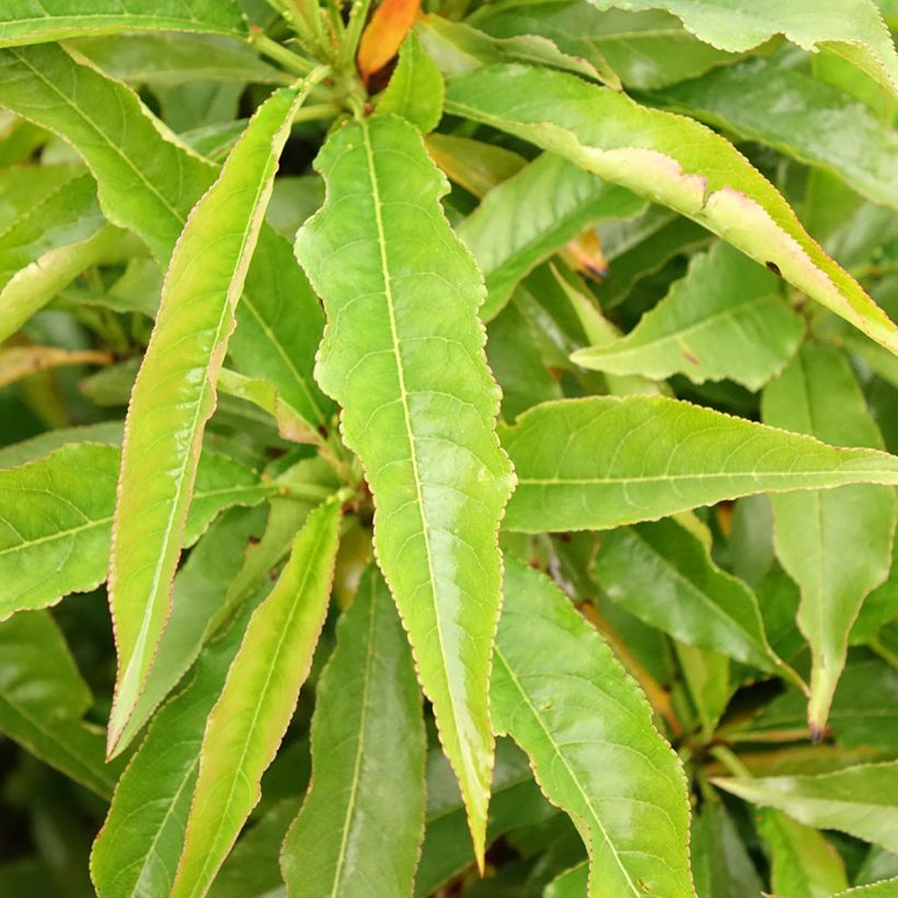 Dwerg nectarine Garden Beauty (Blad)