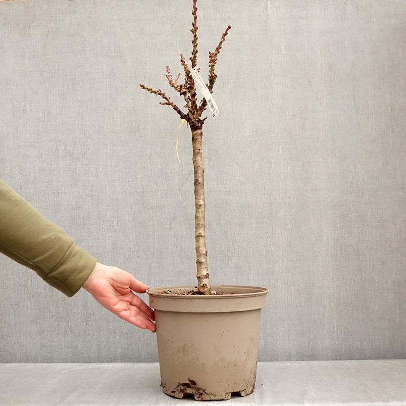 Exemplaar van Nectarinier nain Nectarella - Georges Delbard Pot van 7,5 l/10 l, Kwartstam zoals geleverd in de winter