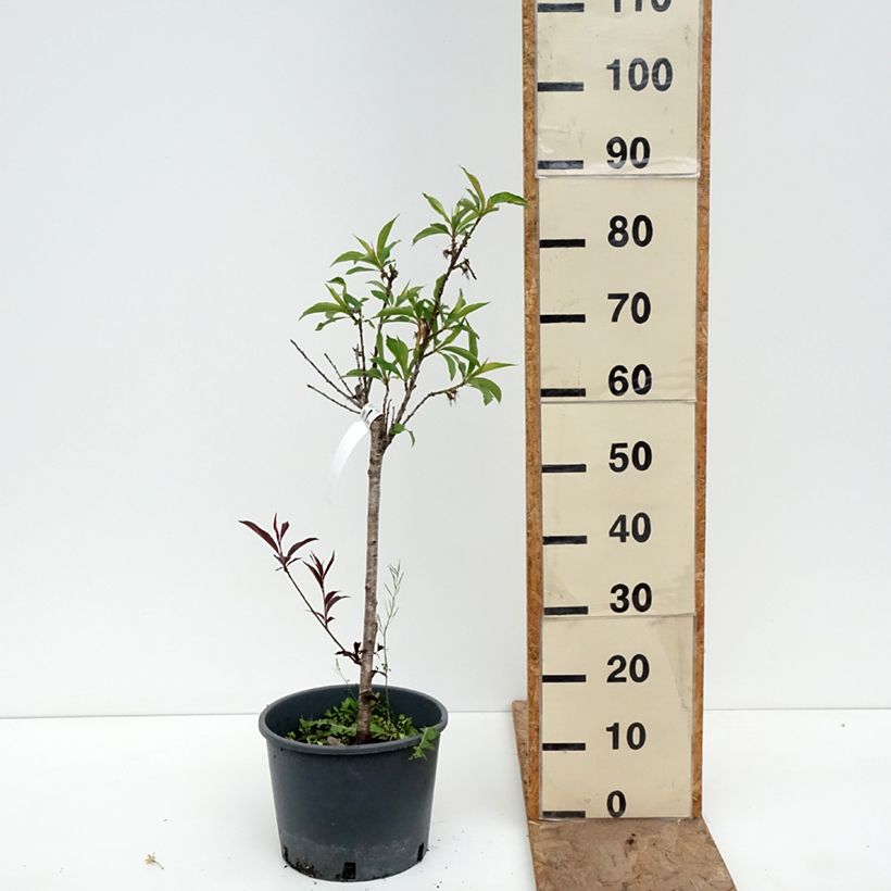 Exemplaar van Nectarinier nain Nectarella - Georges Delbard Pot van 7,5 l/10 l, Kwartstam zoals geleverd in de lente