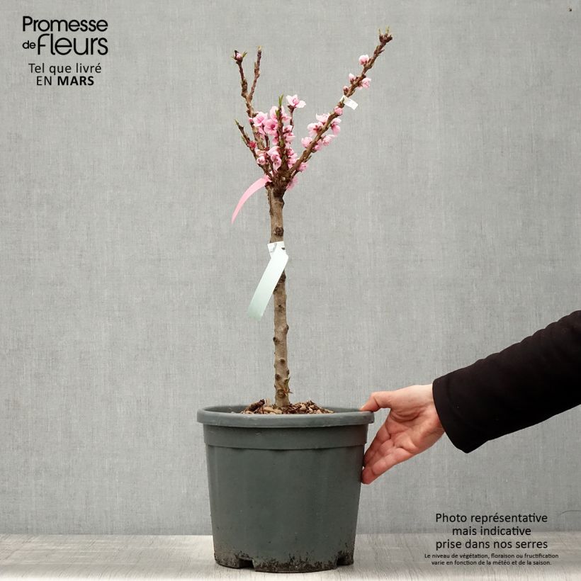 Example of Dwergnectarine Snow Baby Pot van 7,5 l/10 l, Kwartstam as you get in printemps
