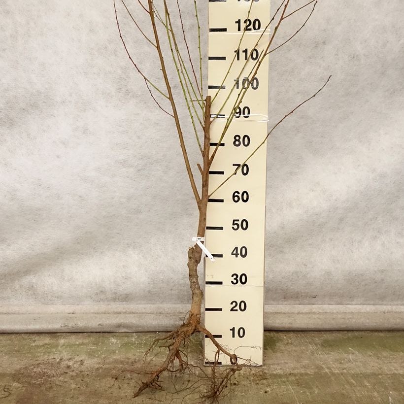 Exemplaar van Nectarinier Nectared - Prunus persica nucipersica Grandes Racines nues, Gobelet zoals geleverd in de herfst
