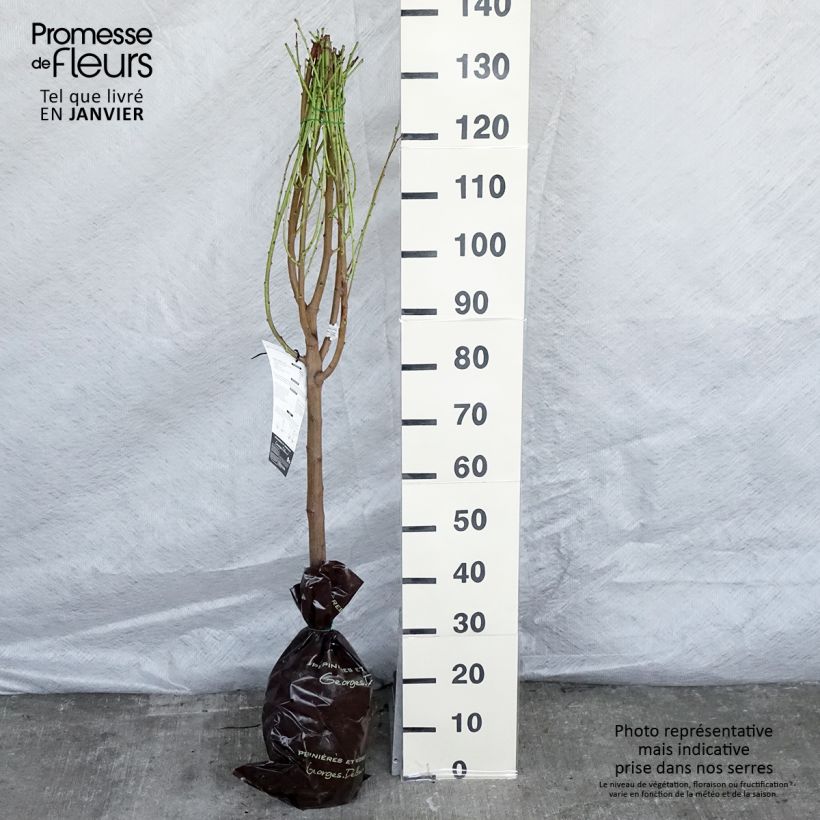 Exemplaar van Platte nectarine Mesembrine Georges Delbard Plantklare kluit, Kelkvormig zoals geleverd in de winter