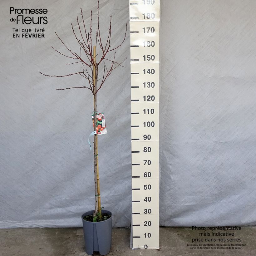 Exemplaar van Platte nectarine Pot van 7,5 l/10 l, Half-hoge stam zoals geleverd in de winter