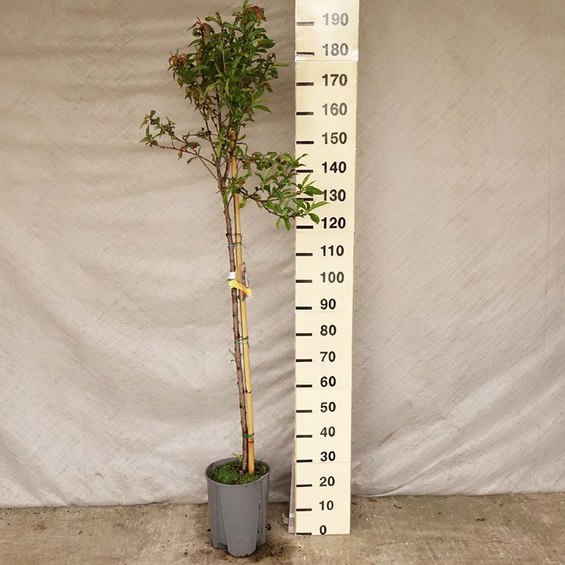 Exemplaar van Platte nectarine Pot van 7,5 l/10 l, Half-hoge stam zoals geleverd in de lente