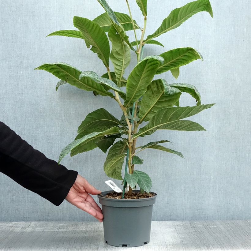 Exemplaar van Eriobotrya japonica - Japanse mispel Pot van 3 l/4 l zoals geleverd in de herfst