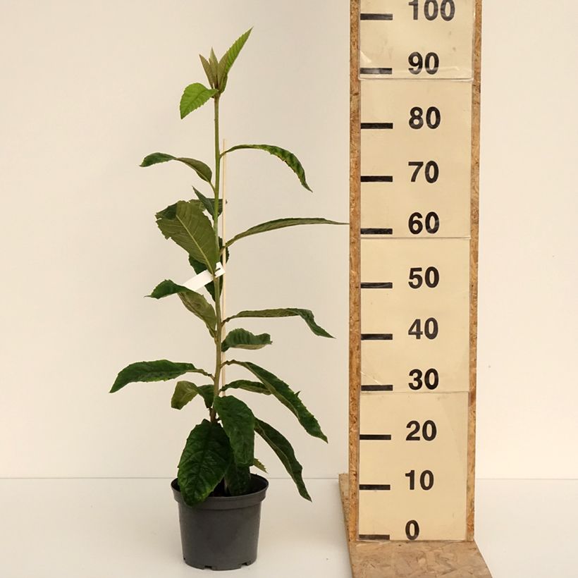 Example of Eriobotrya japonica - Japanse mispel Pot van 3 l/4 l as you get in printemps