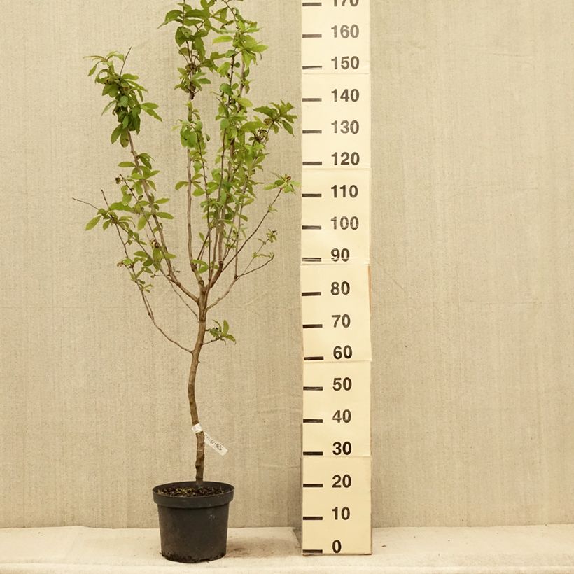 Exemplaar van Mespilus germanica - Mispel Pot van 4 l/5 l zoals geleverd in de zomer