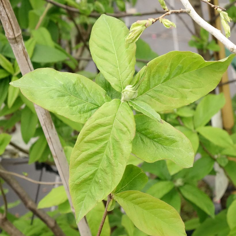Mespilus germanica - Mispel (Blad)