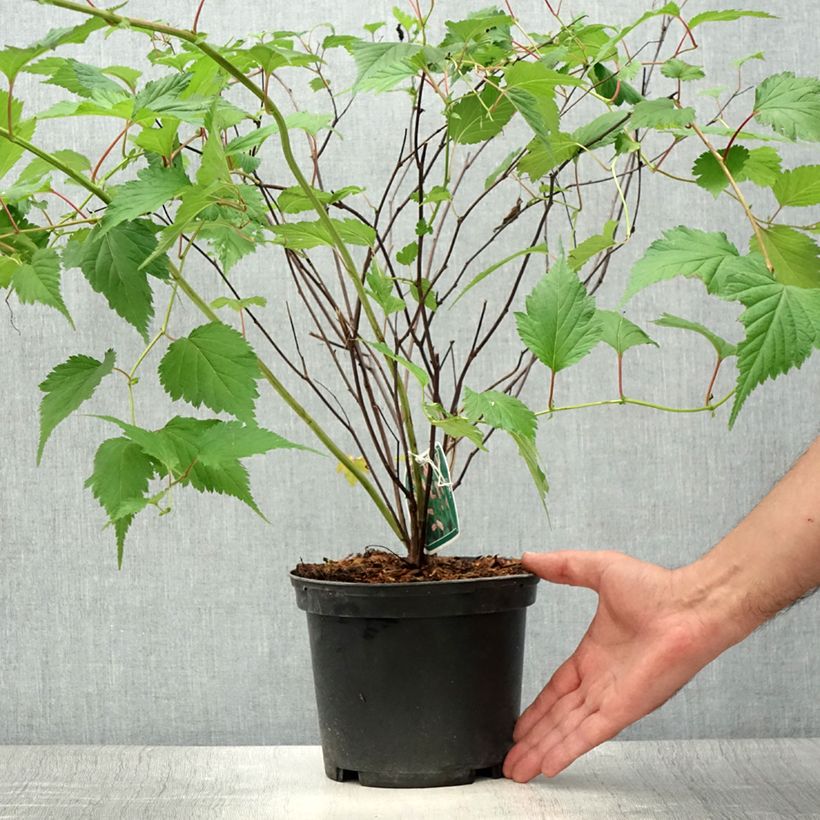 Exemplaar van Neillia affinis - Trosspirea Pot van 2 l/3 l zoals geleverd in de zomer