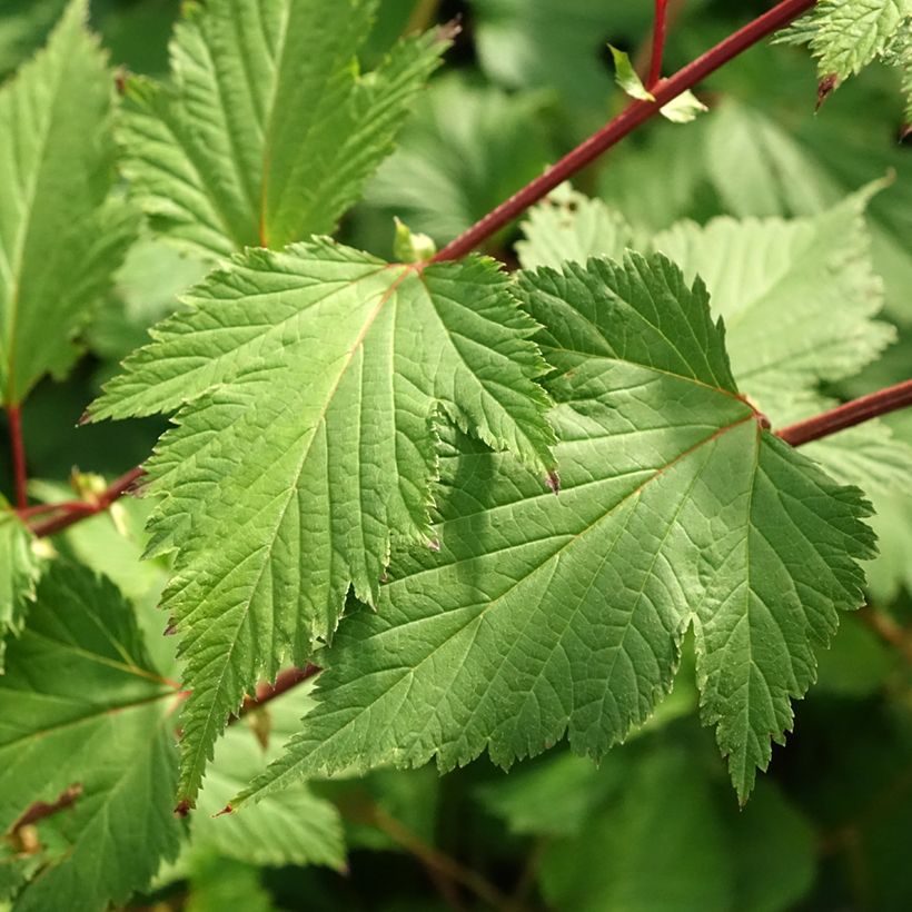 Neillia affinis - Trosspirea (Blad)