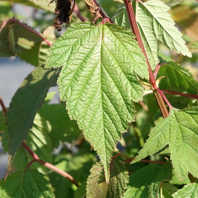 Neillia thibetica - Trosspirea (Blad)