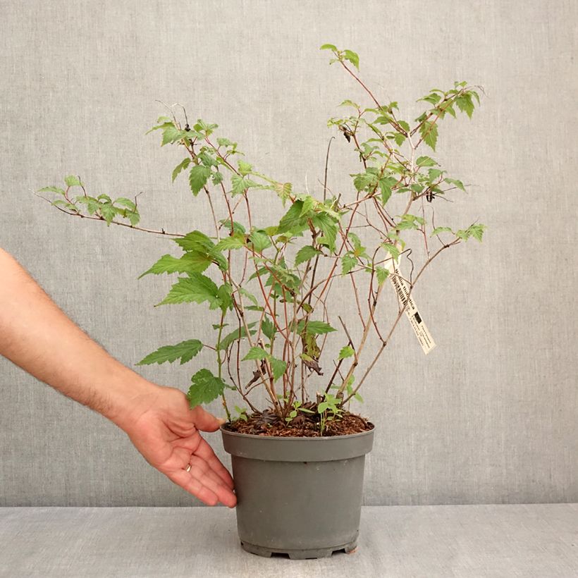 Exemplaar van Neillia thibetica - Trosspirea Pot van 3 l/4 l zoals geleverd in de zomer