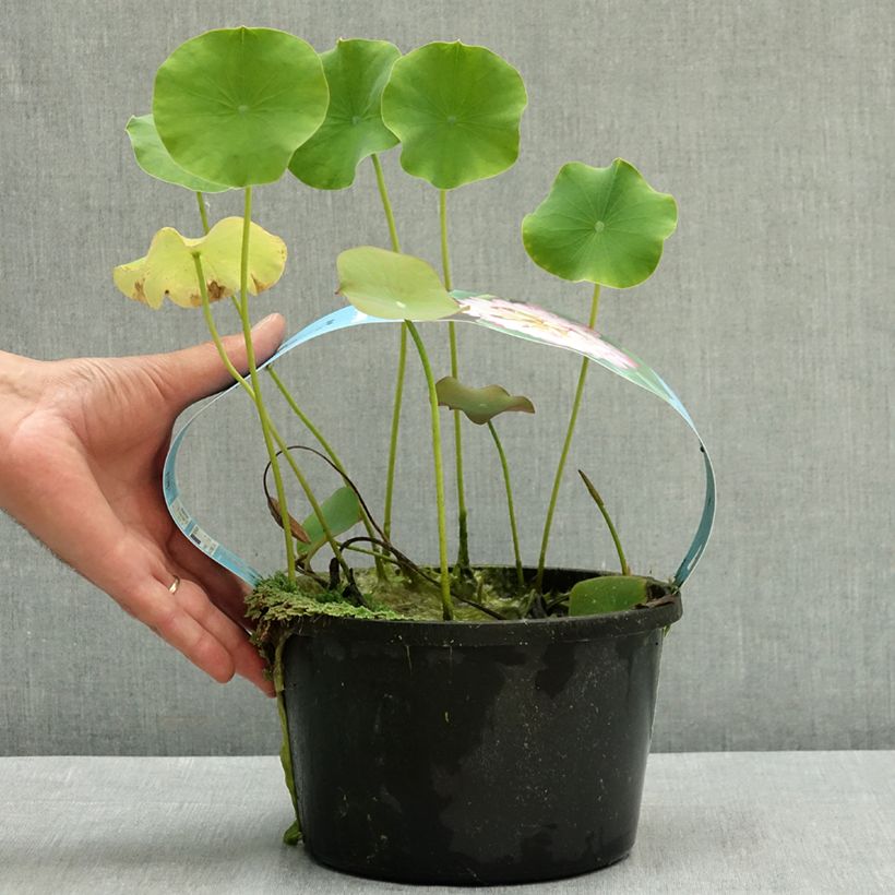 Exemplaar van *Nelumbo nucifera* roos - Roze lotus - pot 3L/4L zoals geleverd in de zomer