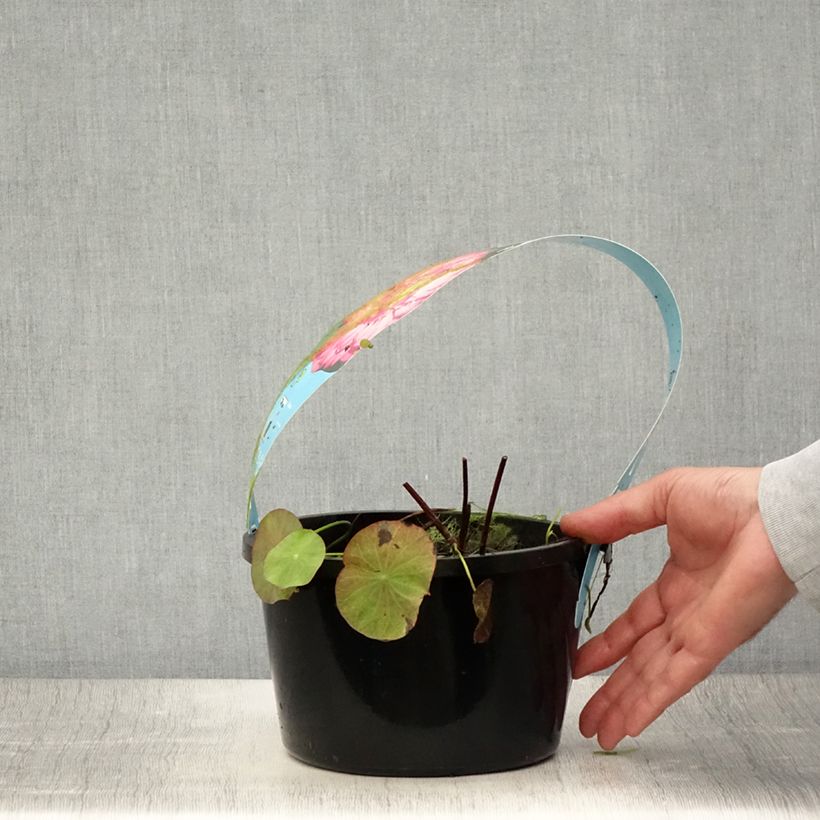 Exemplaar van Nelumbo nucifera Rood - Indische lotus Pot van 3 l/4 l zoals geleverd in de zomer