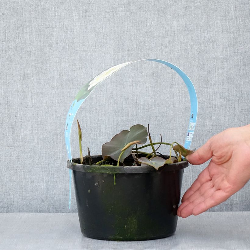 Example of Nelumbo nucifera Wit - Indische lotus Pot van 3 l/4 l as you get in printemps