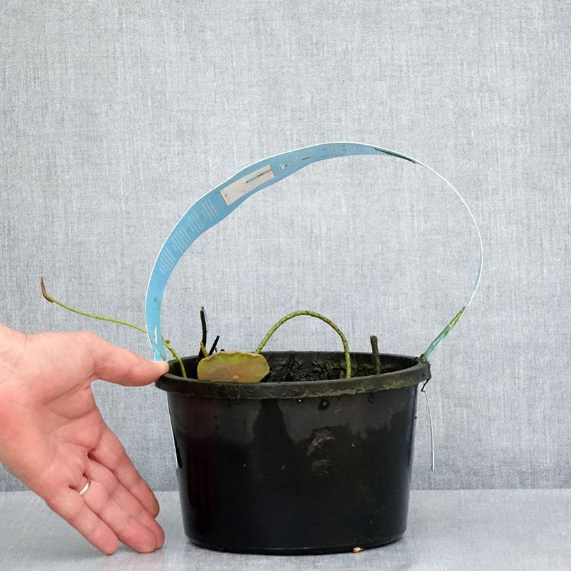 Exemplaar van Nelumbo Pygmaea Cream - Indische lotus Pot van 3 l/4 l zoals geleverd in de lente