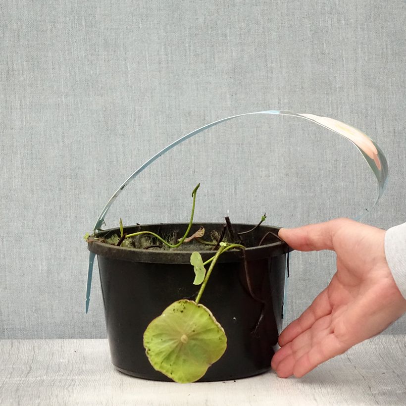 Exemplaar van Nelumbo Pygmaea Cream - Indische lotus Pot van 3 l/4 l zoals geleverd in de zomer