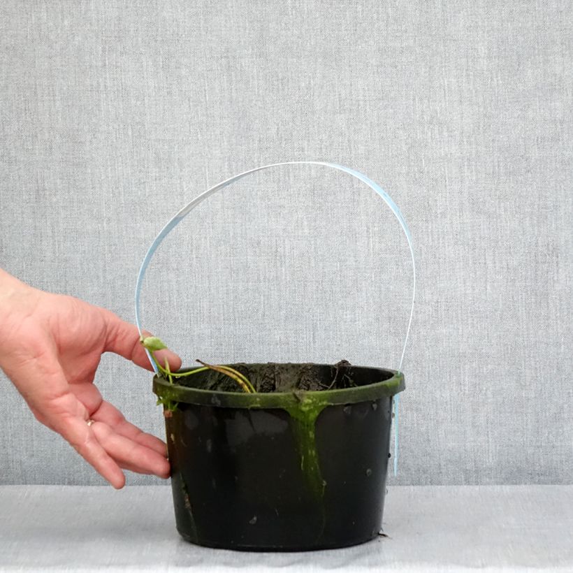 Exemplaar van Nelumbo Pygmaea Pink - Indische lotus Pot van 3 l/4 l zoals geleverd in de lente