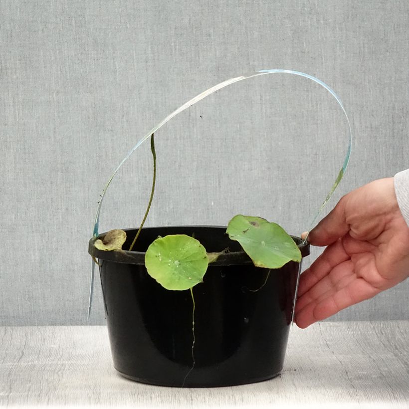 Exemplaar van Nelumbo Pygmaea Pink - Indische lotus Pot van 3 l/4 l zoals geleverd in de zomer