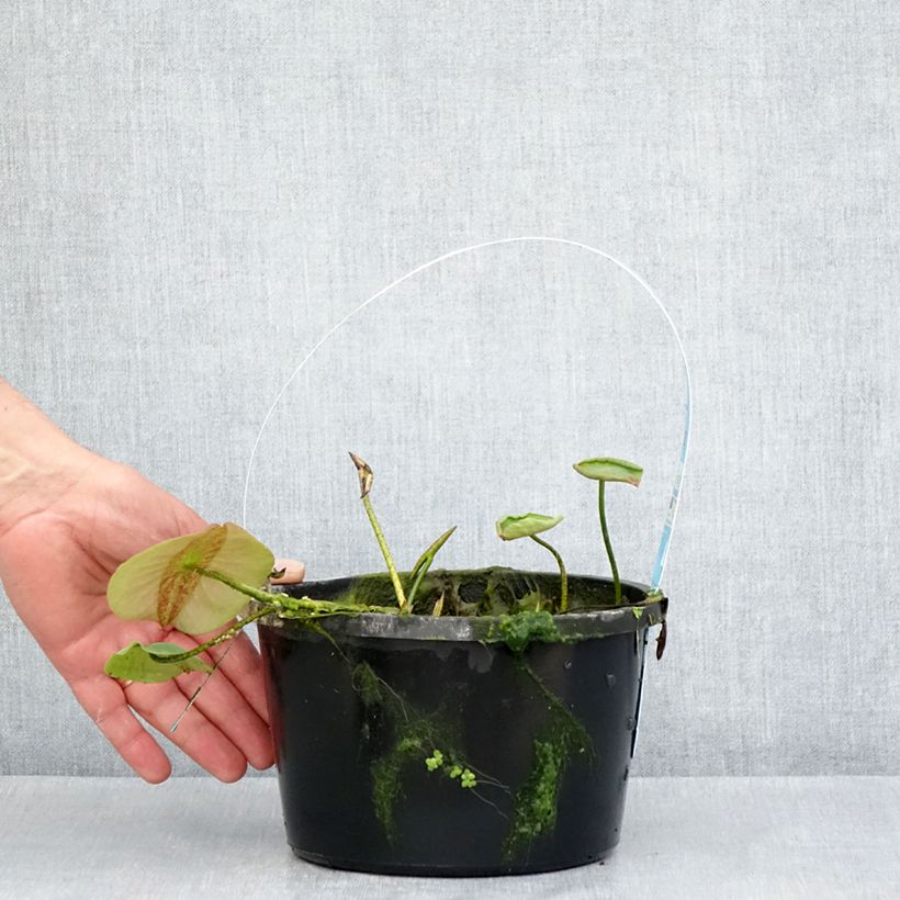 Exemplaar van Nelumbo Pygmaea Yellow - Indische lotus Pot van 3 l/4 l zoals geleverd in de lente